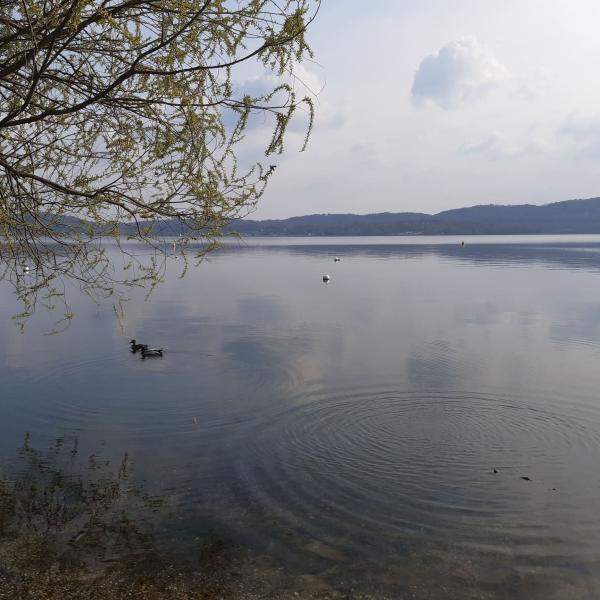 Lagoviverone