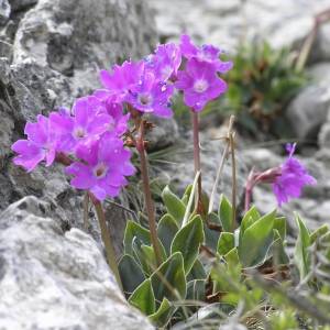 primulaglaucescens_1_original